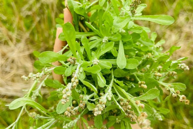 4 cách chế biến rau khúc tốt cho sức khỏe